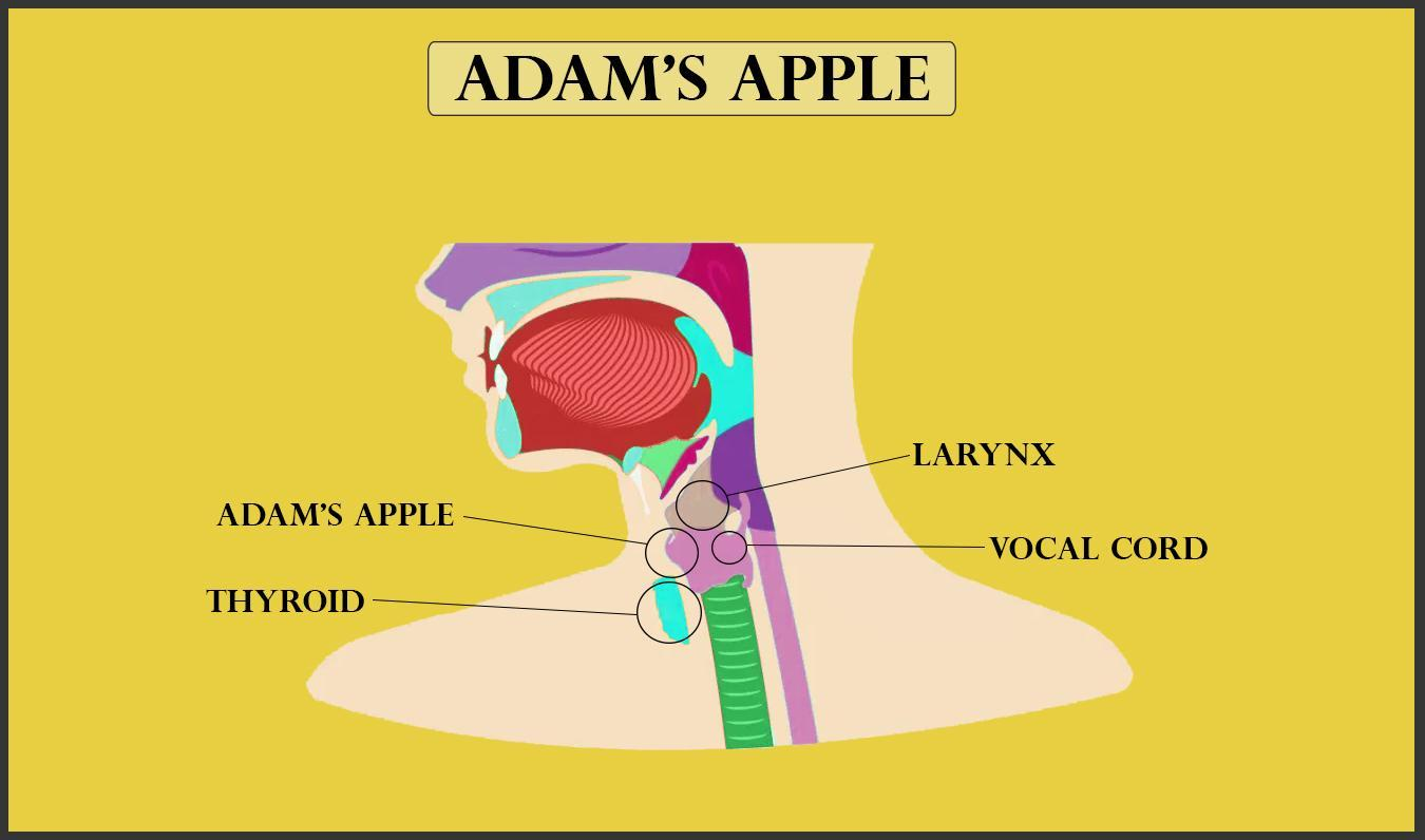 Adams apple diagram
