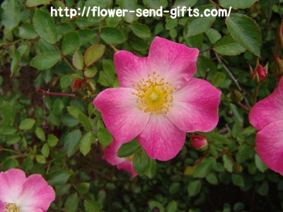 roseDSC02130