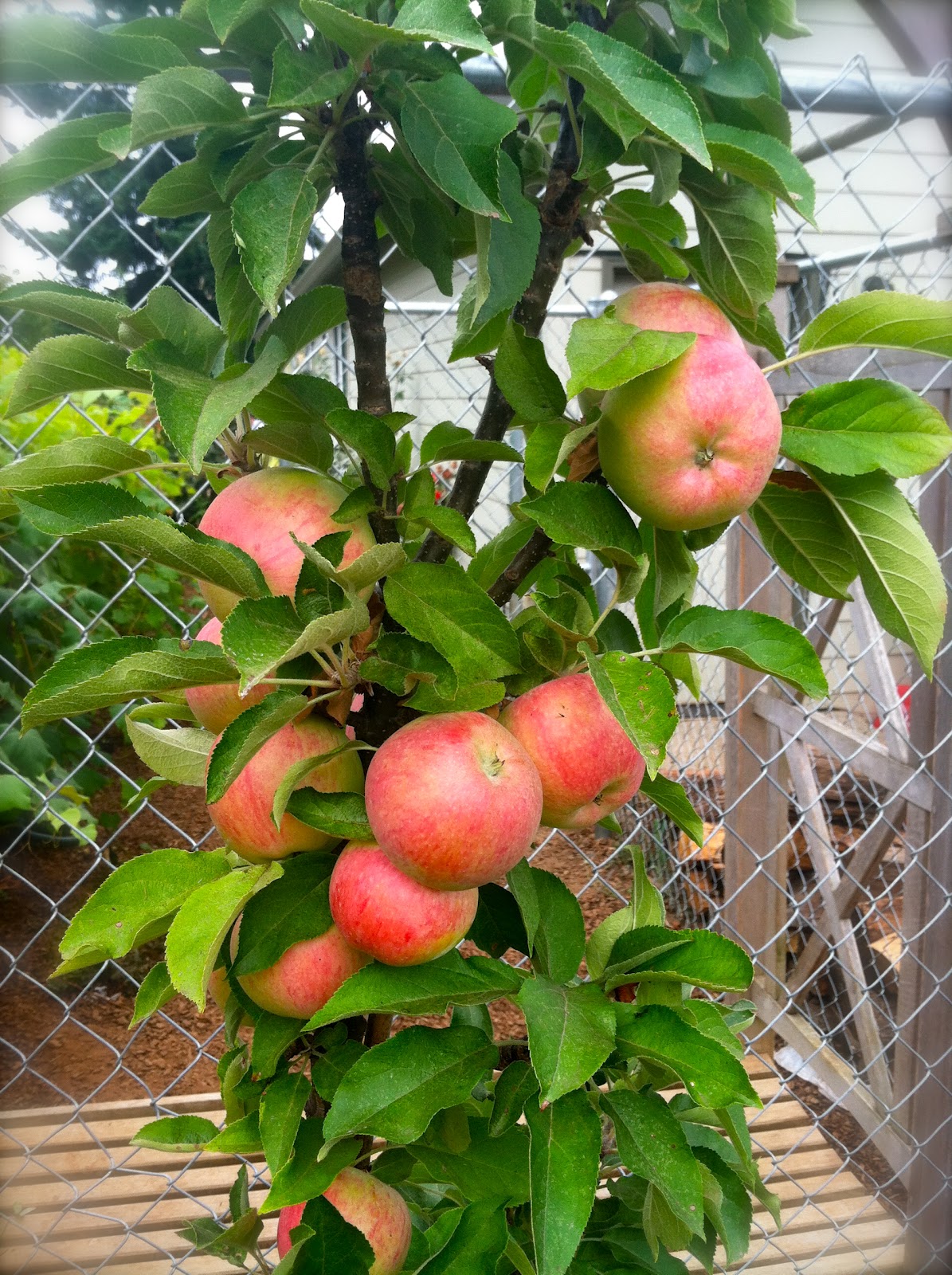 Erika'sBackToBasics: Columnar Apple Tree Harvest