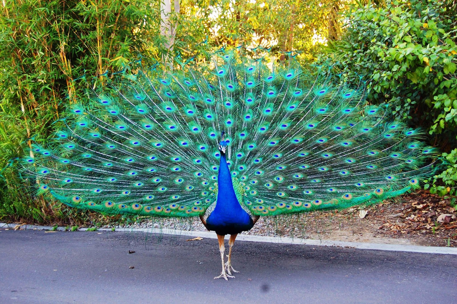 Kumpulan Gambar Burung Merak Cantik Terbaru GambarBinatangCom