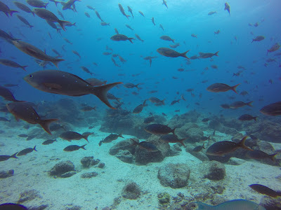 Scissortail damselfish