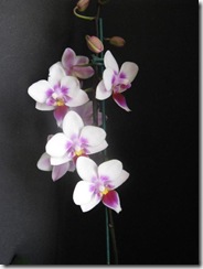 medres_Catalogo 159a2