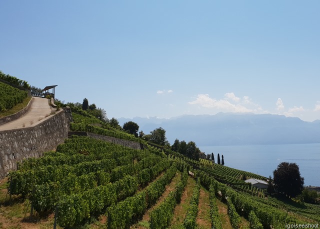 Hiking the Wine Trail of Lavaux - Route Petite-Corniche