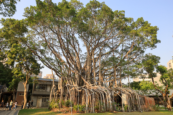 台中西區國家漫畫博物館九重葛花開燦爛，結合日式建築充滿懷舊感