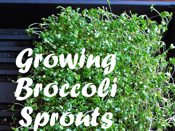 How to Grow Broccoli Sprouts Indoors