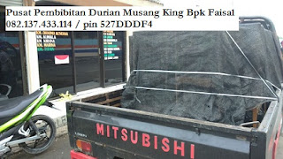 Bibit Durian Musang King Murah Bpk Faisal 082.137.433.114