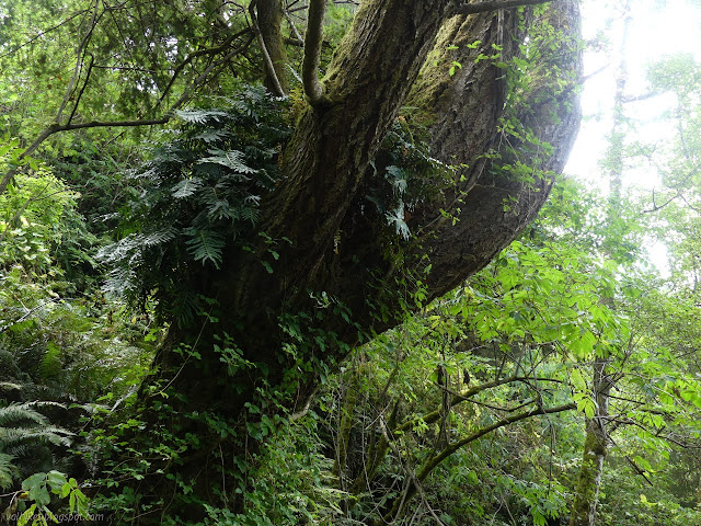 many vines on a tree