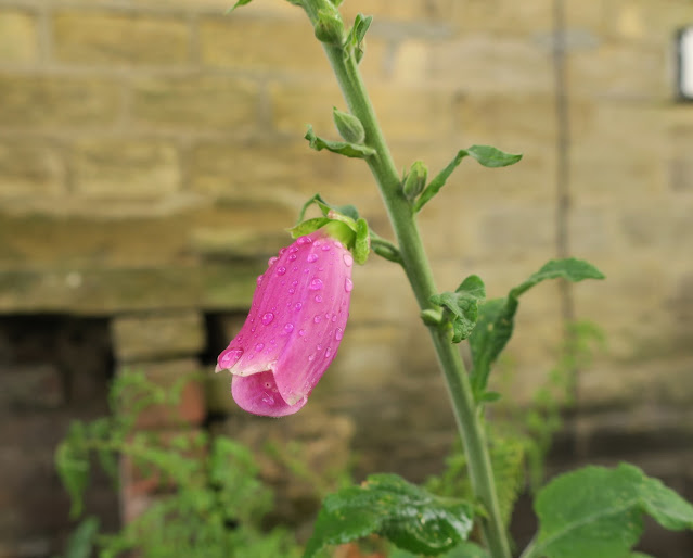 Single, pink floxglove flower opening.