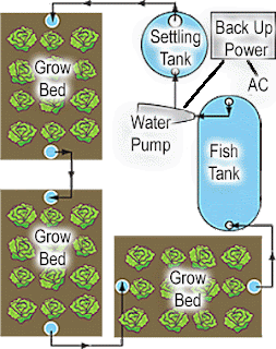 Aquaponics System Explained