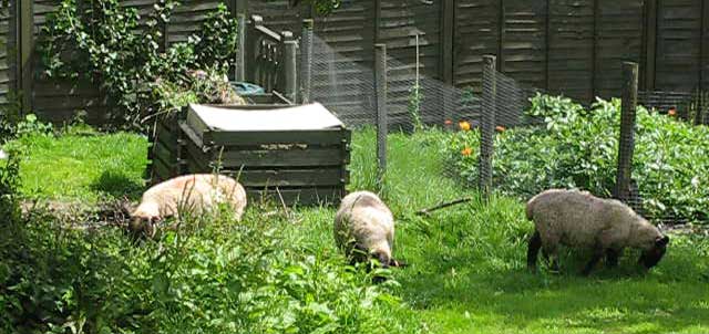 Three sheep in the garden.