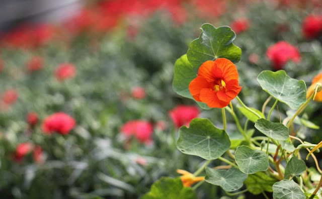 Nasturtium Flowers Pictures