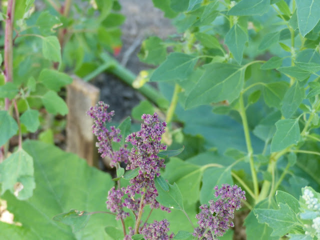 culture de la quinoa