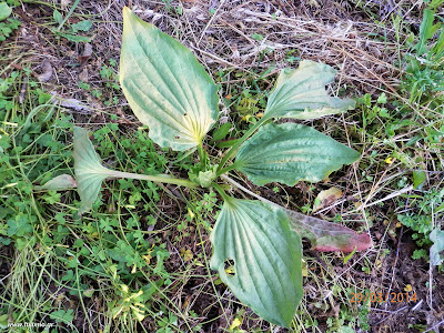 Πεντάνευρο-Plantago major