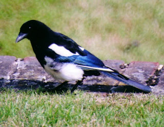 Magpie