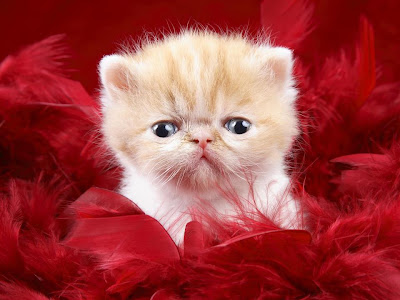 Very Cute Kittens Pictures