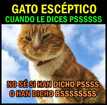 gato-esceptico