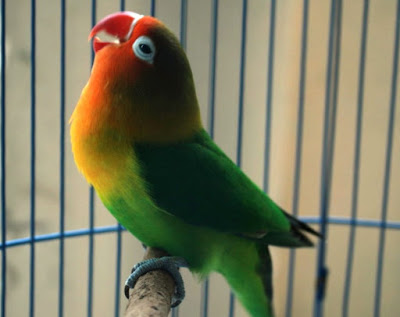 Trik Jitu Melatih Lovebird Paud Ngekek Panjang