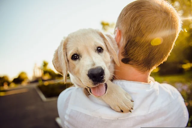 Cachorro Adorável Animal Bonitinho Felicidade