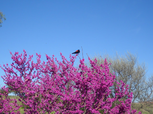 Red Winged Blackbird at White Rock Lake, Dallas, Texas