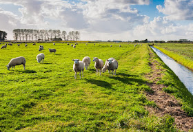 pastureland