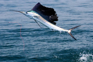 sailfish fishing Ikan ikan Pemegang Rekor Dunia