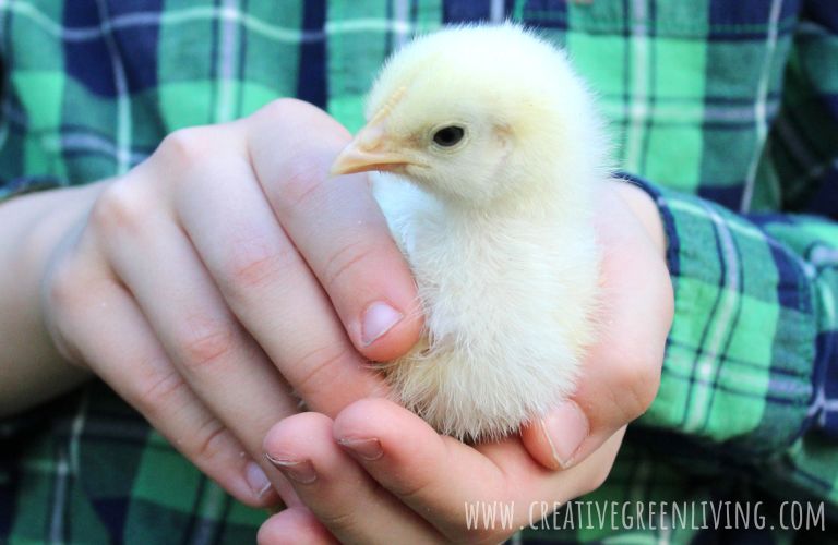 a beginner's guide to raising baby chicks - a boy in a green plaid shirt holding a baby leghorn chick