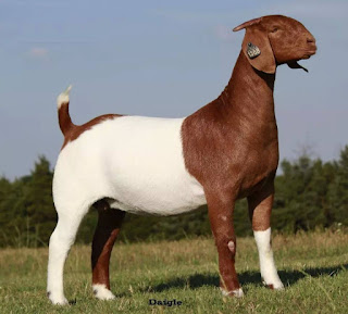 boer goat in nepal  himalayan goat breeding