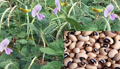 cowpea