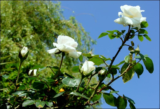 rosas brancas - Gloria Ishizaka