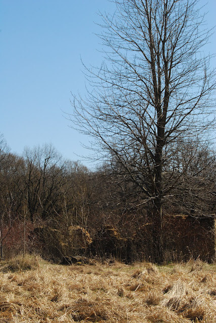 Brown colors of nature