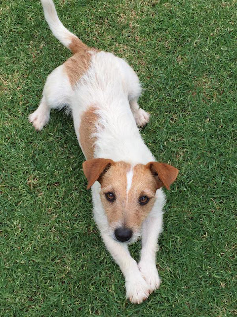 A happy JRT (make your dog happy)