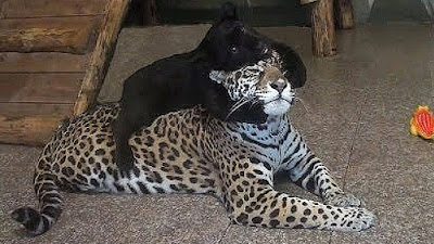 Amazing! Mother JAGUAR with black two cubs (Video)