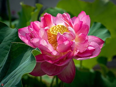 Sacred lotus flower: Ofuna Flower Center