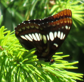 Lorquin’s Admiral, Limenitis lorquini