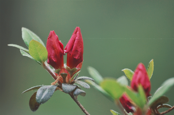 The Flying Clubhouse: April Flowers