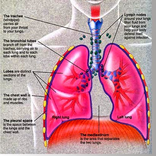 http://www.moreaboutmesothelioma.com/