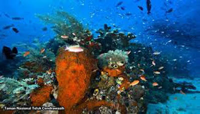 Taman Nasional Teluk Cendrawasih, Papua