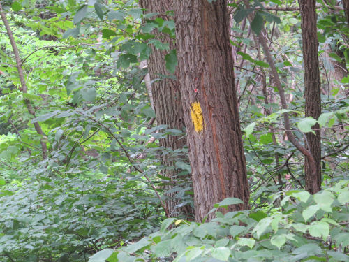 yellow painted blaze on tree