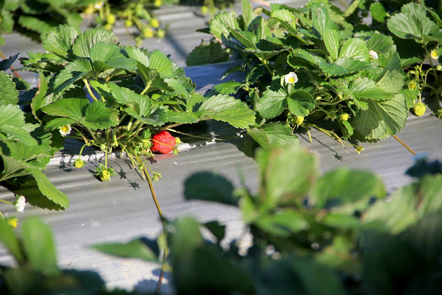 新竹 關西景點 大同蕃茄草莓園 