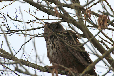 Oehoe - Oehoe - Bubo bubo