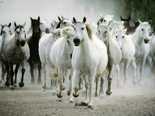 horses running