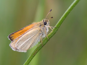 Essex Skipper, Thymelicus lineola.  Butterfly walk in Darrick and Newstead Woods, 23 July 2011.