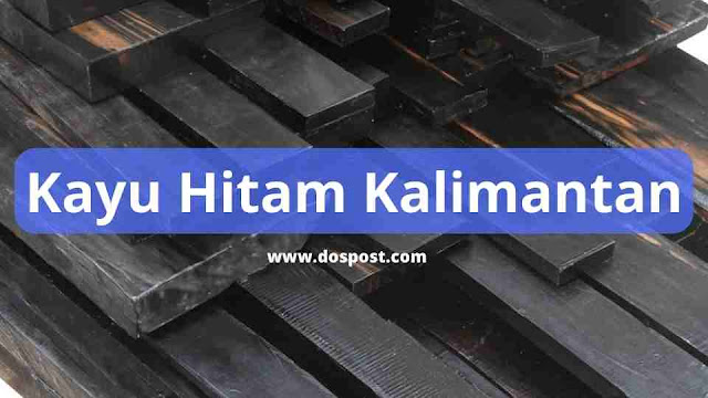 Kayu hitam kalimantan