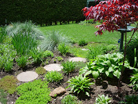 Garden Path Japanese Maple