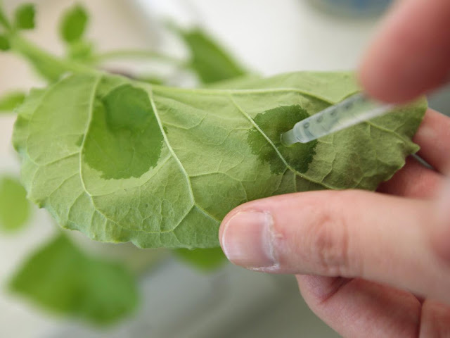 Planta del tabaco podría producir la vacuna contra el coronavirus