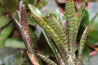 neoregelia adonis