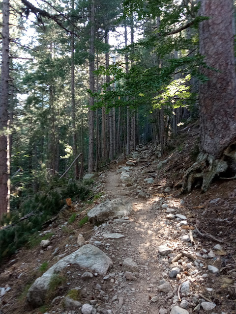 Forêt au sud de Capannelle