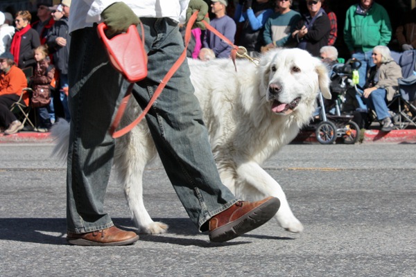 Tatra Sheep Dog