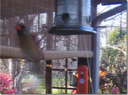 Female Cardinal 1