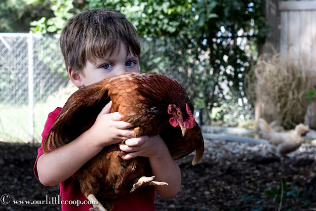 Ameraucana, Chicken, backyard, urban, farm, poultry, Eggs, Chickens, Americana chicken, chicks, kids, best, children, pets